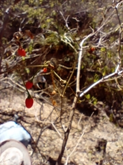 Capsicum annuum glabriusculum