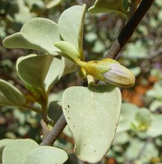 Solanum orbiculatum orbiculatum