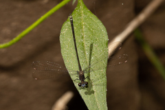 Miniargiolestes minimus