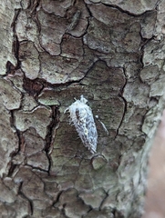 Akanthomyces tuberculatus