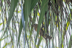 Passerina versicolor