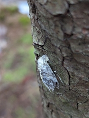 Akanthomyces tuberculatus