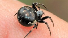 Araneus rotundulus