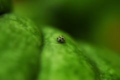 Psyllobora picta