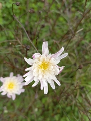 Malacothrix saxatilis