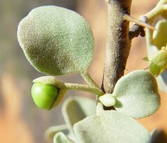 Solanum orbiculatum orbiculatum