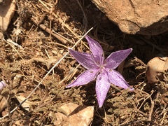 Colchicum variegatum