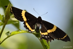 Papilio garamas garamas