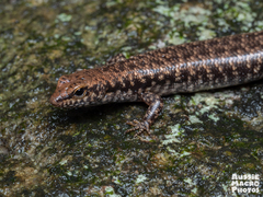 Concinnia tenuis