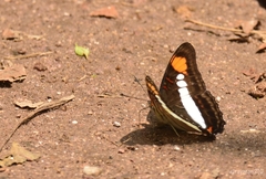 Adelpha paroeca paroeca