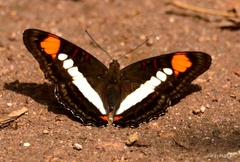 Adelpha paroeca paroeca