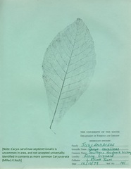 Carya carolinae-septentrionalis