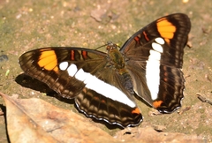 Adelpha paroeca paroeca