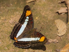 Adelpha paroeca paroeca