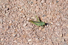 Hesperotettix viridis