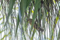Passerina versicolor