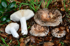 Heterophyllidia
