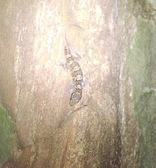 Hemidactylus triedrus