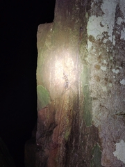 Hemidactylus triedrus