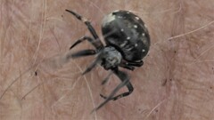 Araneus rotundulus