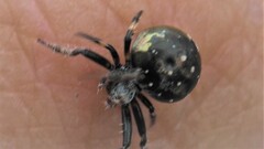 Araneus rotundulus