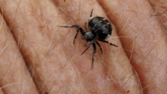 Araneus rotundulus