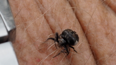 Araneus rotundulus