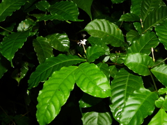 Tabernaemontana heterophylla