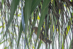 Passerina versicolor