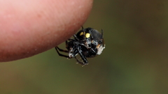 Araneus rotundulus