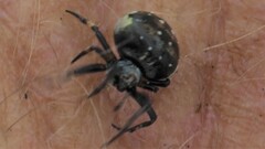 Araneus rotundulus