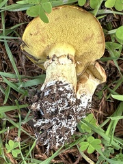 Suillus caerulescens