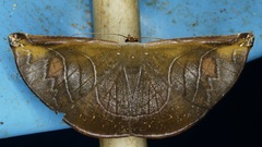 Cyphoedma transvolutata