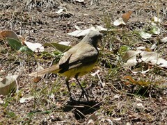 Machetornis rixosa