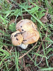 Suillus caerulescens