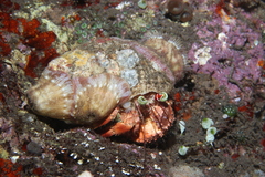 Dardanus pedunculatus