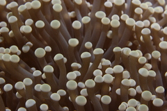 Euphyllia glabrescens