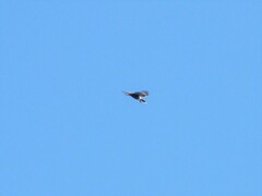 Parabuteo unicinctus