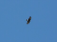 Parabuteo unicinctus