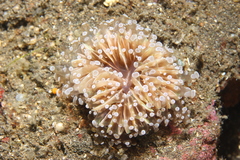 Fimbriaphyllia divisa