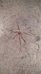 Dolomedes aquaticus