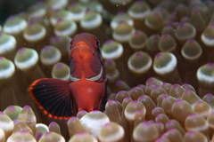 Amphiprion biaculeatus