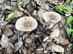 Coprinopsis uliginicola