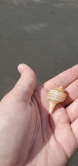 Cymatiidae