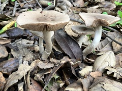 Coprinopsis uliginicola