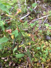 Pedicularis labradorica