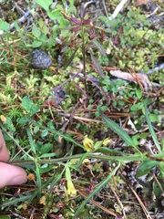 Pedicularis labradorica