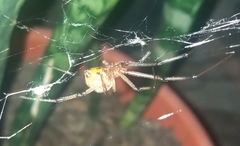 Latrodectus geometricus