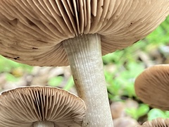 Coprinopsis uliginicola