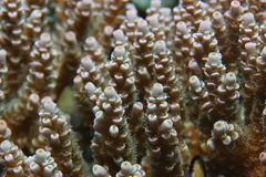 Acropora tenuis